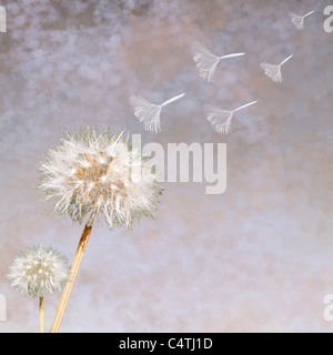 Löwenzahn (Taraxacum Officinale) Seedheads im Wind wehen Stockfoto