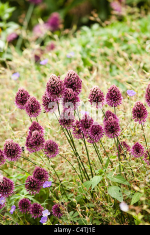 Blumen im freien Stockfoto