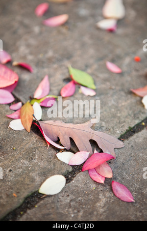 Herbstlaub auf Bürgersteig Stockfoto