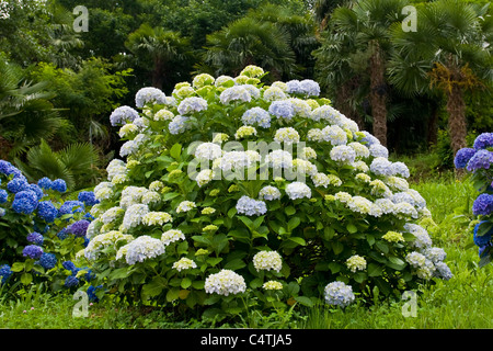 Hortensien, Lenno, Comer See, Italien Stockfoto