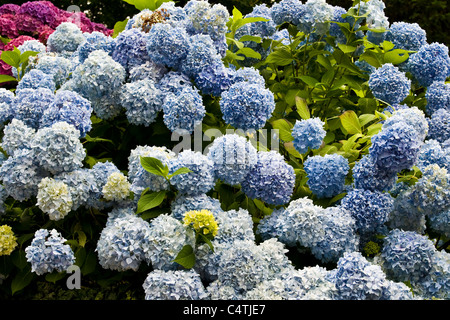 Hortensien, Lenno, Comer See, Italien Stockfoto