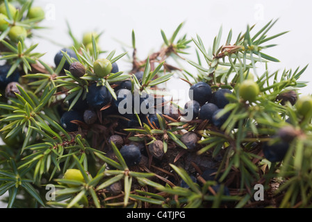 Wacholderbeeren auf Zweigen Stockfoto