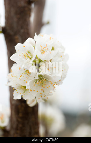 Weiß kirschrote Blüten Stockfoto