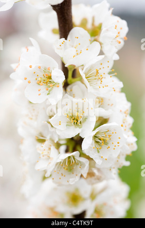 Weiß kirschrote Blüten Stockfoto