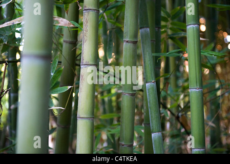 Bambus-Stiele, close-up Stockfoto