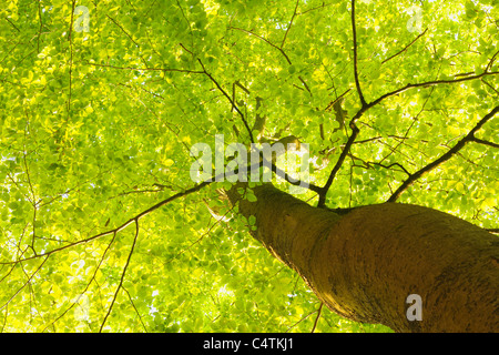 Buche im Frühjahr, Altschlossfelsen, Pfalzerwald, Rheinland-Pfalz, Deutschland Stockfoto