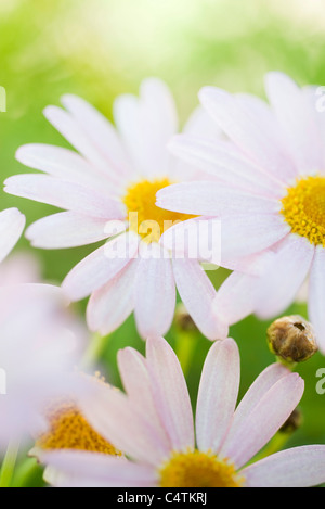 Oxeye Margeriten (Leucanthemum Vulgare) Stockfoto