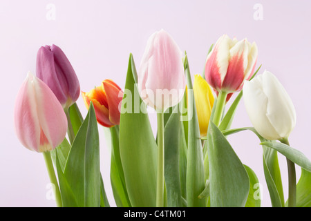 Vielzahl von Tulpen Stockfoto