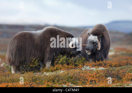 Moschusochsen, Dovrefjell-Sunndalsfjella-Nationalpark, Norwegen Stockfoto