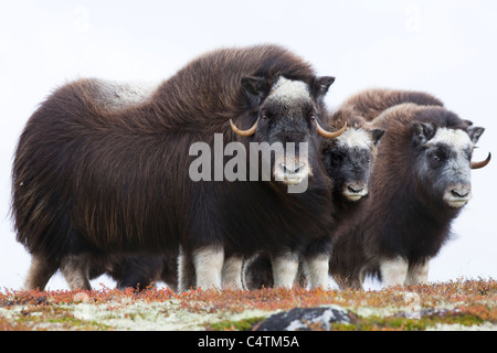 Moschusochsen, Dovrefjell-Sunndalsfjella-Nationalpark, Norwegen Stockfoto