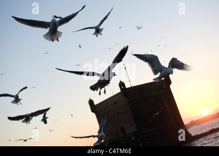 Möwen fliegen über Meer Stockfoto