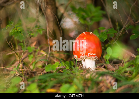 Fliegenpilz im Wald, Salzburg, Österreich Stockfoto