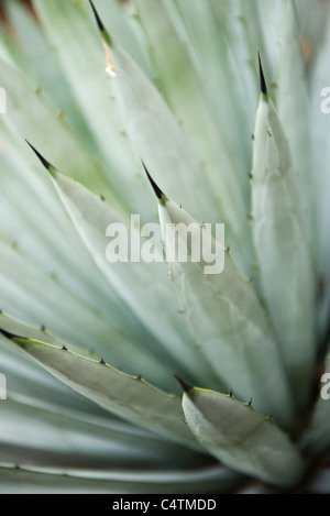 Agave-Pflanze, close-up Stockfoto