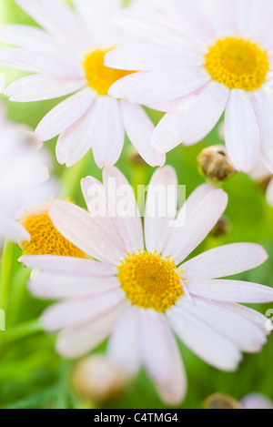 Oxeye Margeriten (Leucanthemum Vulgare) Stockfoto