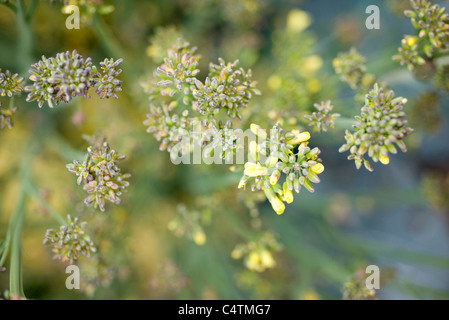 Senfpflanze Blüte Stockfoto