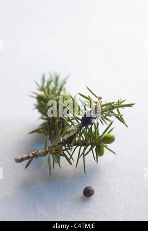 Wacholderbeeren und Juniper Berry branch Stockfoto