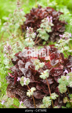 Roteiche Blattsalat in Feld wachsen Stockfoto