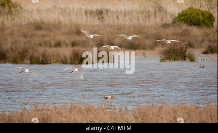 Kleiner Reiher - Egretta Garzetta-, Naturpark Delta del Llobregat, Barcelona, Spanien Stockfoto