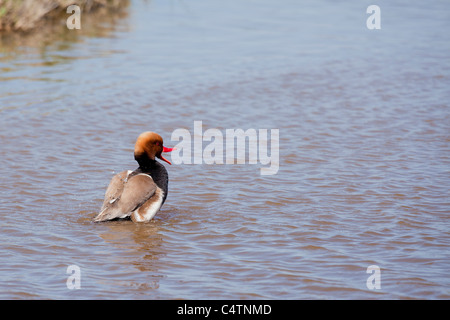 Rot-crested Tafelenten - Netta Rufina-, Naturpark Delta del Llobregat, Barcelona, Spanien Stockfoto