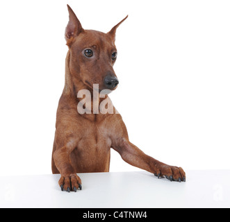 Zwergpinscher. Stockfoto
