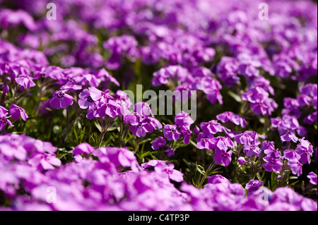 Phlox Subulata "Holly", Moss Phlox blüht Stockfoto