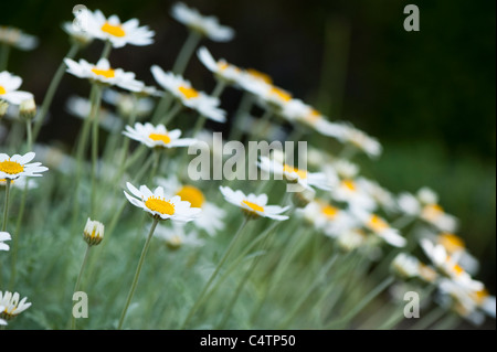 Anthemis Trommler Ssp Cupaniana in Blüte Stockfoto