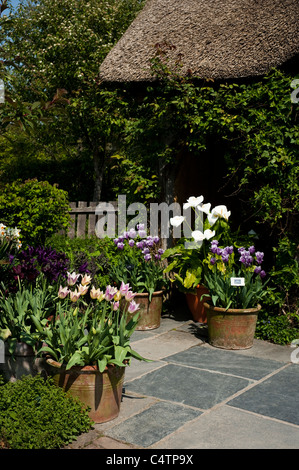 Der Bauerngarten im April, RHS Rosemoor, Devon, England, Vereinigtes Königreich Stockfoto