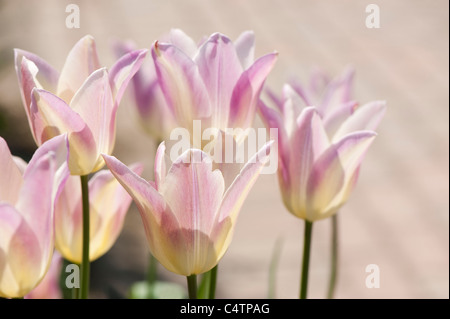 Tulipa 'Elegante Lady', Lily-Flowered Tulpen in voller Blüte Stockfoto