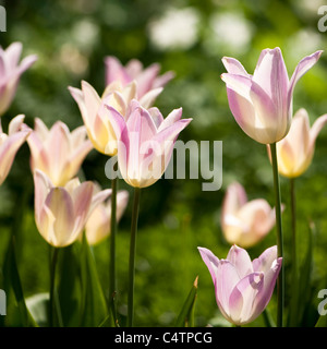 Tulipa 'Elegante Lady', Lily-Flowered Tulpen in voller Blüte Stockfoto