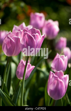 Tulipa 'Träumen Maid', Triumph-Tulpen in voller Blüte Stockfoto