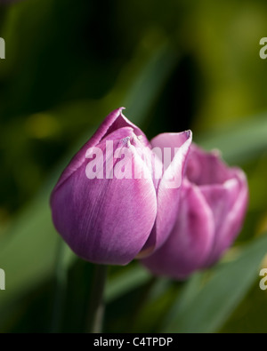 Tulipa 'Träumen Maid', Triumph-Tulpen in voller Blüte Stockfoto