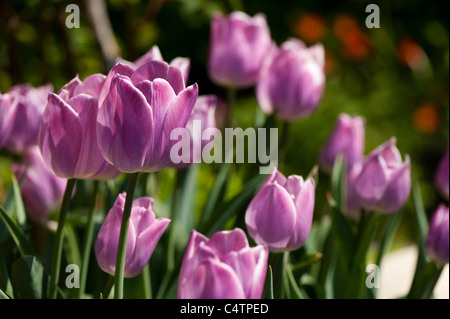 Tulipa 'Träumen Maid', Triumph-Tulpen in voller Blüte Stockfoto