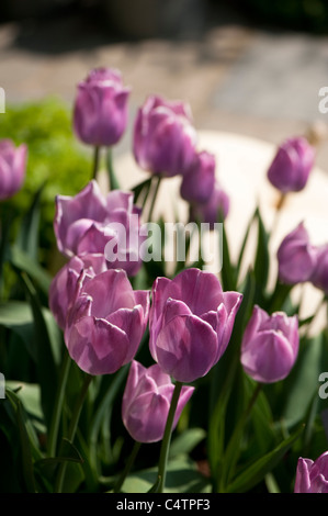 Tulipa 'Träumen Maid', Triumph-Tulpen in voller Blüte Stockfoto