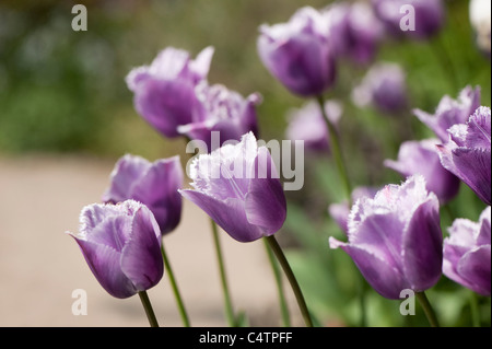 Tulipa "Blue Heron", gefranste Tulpen in voller Blüte Stockfoto