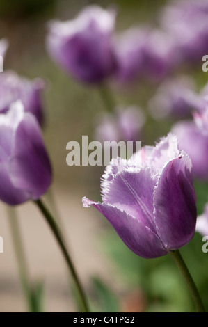 Tulipa "Blue Heron", gefranste Tulpen in voller Blüte Stockfoto