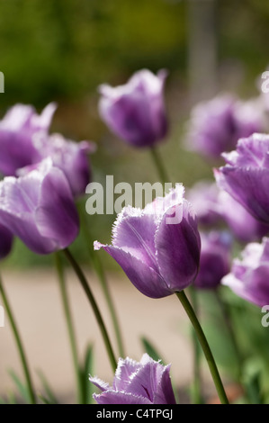 Tulipa "Blue Heron", gefranste Tulpen in voller Blüte Stockfoto