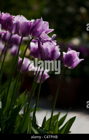 Tulipa "Blue Heron", gefranste Tulpen in voller Blüte Stockfoto