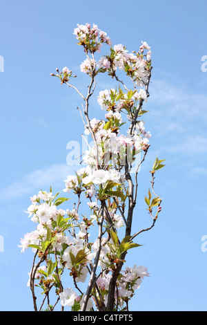 Weiße Sakura Blüten gegen den blauen Himmel Stockfoto