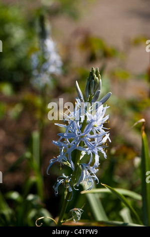 Camassia Cusickii in Blüte Stockfoto