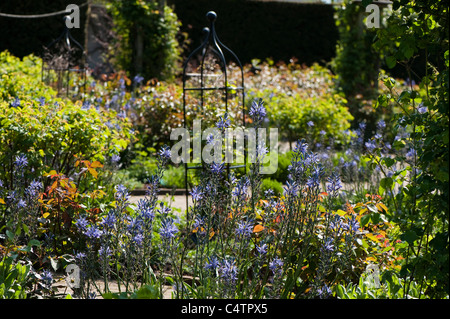 Der Strauch Rosengarten im April, RHS Rosemoor, Devon, England, Vereinigtes Königreich Stockfoto