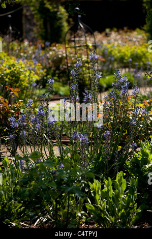 Der Strauch Rosengarten im April, RHS Rosemoor, Devon, England, Vereinigtes Königreich Stockfoto