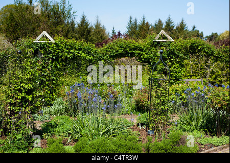 Der Strauch Rosengarten im April, RHS Rosemoor, Devon, England, Vereinigtes Königreich Stockfoto