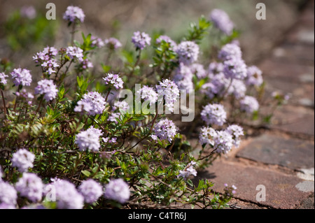 Thymus "Jekka", Jekka Thymian Stockfoto