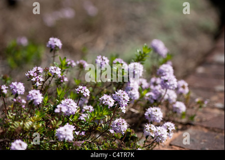 Thymus "Jekka", Jekka Thymian Stockfoto