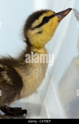 Entlein (Anas platyrhynchos). Eine verlorene, von der Mutter getrennt, Tag alter Vogel. Gepflegt, und die darin enthaltenen vorübergehend in einem Krankenhaus Cage. Stockfoto