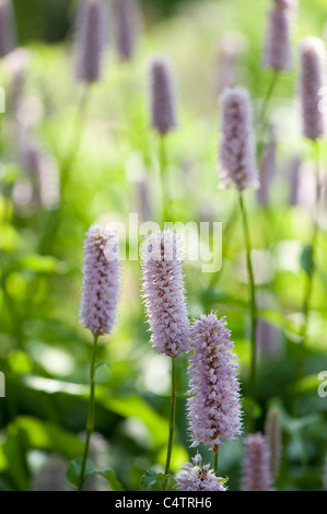 Persicaria Bistorta 'Superba' in Blüte Stockfoto