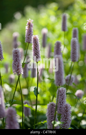 Persicaria Bistorta 'Superba' in Blüte Stockfoto