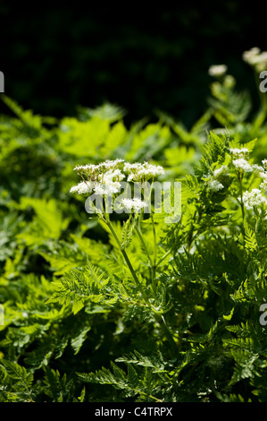 Sweet Süßdolde, Myrrhis Odorata, in Blüte Stockfoto