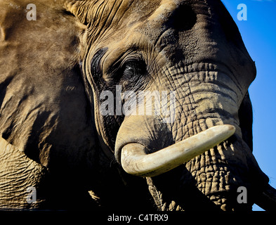 ELEFANT KOPF CLOSEUP MIT GROßEN STOßZÄHNEN Stockfoto