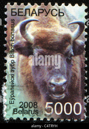Weißrussland - CIRCA 2008: Eine Briefmarke gedruckt in Belarus zeigt europäische Bison - Bison Bonasus, circa 2008 Stockfoto